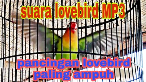 suara lovebird mp3